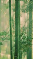 bambu árvore em pé alta dentro floresta, vertical video