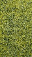 Top View Of Yellow Rapeseed Field In Spring, Natural Background. video