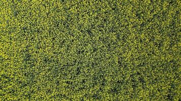 Top View Of Yellow Rapeseed Field In Spring, Natural Background. video