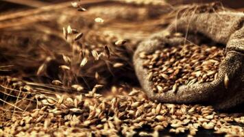 Super slow motion of rye grains fall on the table. High quality FullHD footage video