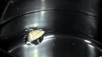 Super slow motion fresh vongole. High quality FullHD footage video