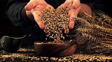 Super slow motion of rye grains fall from the hands of a man in a bowl. On a black background.Filmed on a high-speed camera at 1000 fps. High quality FullHD footage video