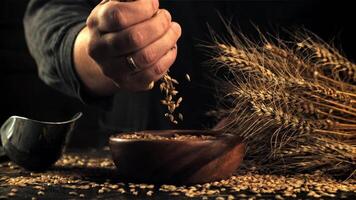 The super slow motion of barley grains from the man's hand falls into the bowl. Filmed on a high-speed camera at 1000 fps.On a black background. video