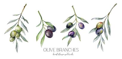 Olives Watercolor Illustration. Olive Branches Greenery Hand Painted Watercolor isolated on white background. Perfect for olive wedding invitations, floral labels, bridal shower and greeting cards vector