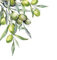 aceitunas acuarela ilustración. aceituna ramas verdor mano pintado acuarela aislado en blanco antecedentes. Perfecto para aceituna Boda invitaciones, floral etiquetas, nupcial ducha y saludo tarjetas vector