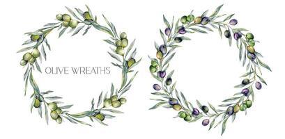 Olives Watercolor Illustration. Olive Branches Greenery Hand Painted Watercolor isolated on white background. Perfect for olive wedding invitations, floral labels, bridal shower and greeting cards vector
