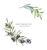 Olives Watercolor Illustration. Olive Branches Greenery Hand Painted Watercolor isolated on white background. Perfect for olive wedding invitations, floral labels, bridal shower and greeting cards vector