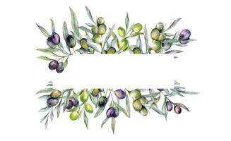 Olives Watercolor Illustration. Olive Branches Greenery Hand Painted Watercolor isolated on white background. Perfect for olive wedding invitations, floral labels, bridal shower and greeting cards vector