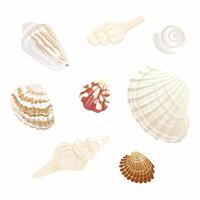 Realistic sea shells set illustration. Isolated background. vector