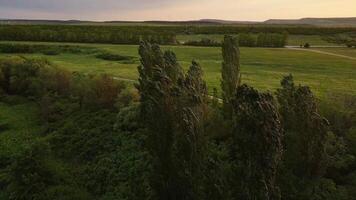 arboles en un verde campo influencia en un fuerte viento. el césped es balanceo. zumbido ver video