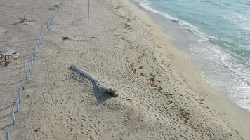 drone vue de une magnifique sablonneux plage avec clair l'eau à aube. paysage marin video