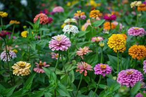 In a flower bed in a large number various zinnias grow and blossom. photo