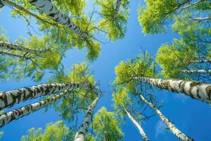 Birch tree with fresh green leaves on a summer day against the blue sky photo