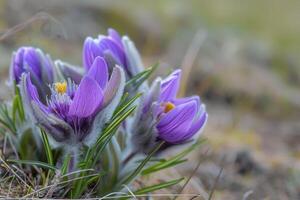 Flowers of the windflower or pulsatilla patens. First spring blooming flower photo