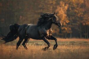 un majestuoso frisón caballo trote graciosamente a través de un iluminado por el sol pastar. foto