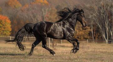 A majestic Friesian horse trotting gracefully across a sunlit pasture. photo