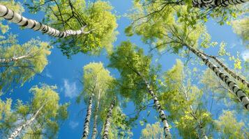 Birch tree with fresh green leaves on a summer day against the blue sky photo