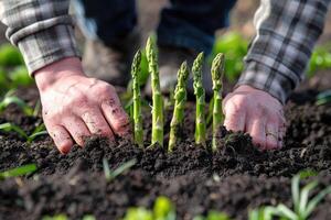 Fresh asparagus over black soil background photo