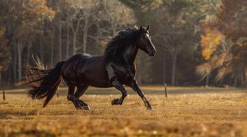 un majestuoso frisón caballo trote graciosamente a través de un iluminado por el sol pastar. foto