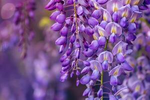 Wisteria sinensis. Closeup photo of Japanese Wisteria flowers. Blossom background. Purple flowers in the garden.