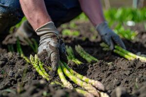 Fresh asparagus over black soil background photo