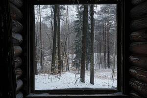 Trees seen through window photo