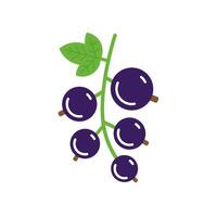 Black currant twig with leaf and berries. Flat color illustration isolated on white background. vector