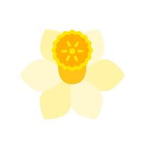 Narcissus flower head. Color icon isolated on white background. vector