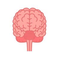 Human brain front view. Flat color illustration isolated on white background. vector