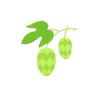 Hop cones on stem with leaf. Hop branch. Flat illustration isolated on white background. vector