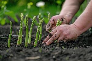 Fresh asparagus over black soil background photo