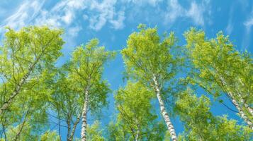 Birch tree with fresh green leaves on a summer day against the blue sky photo