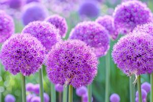 Balls of blossoming Allium flowers photo