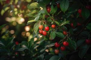 A cluster of ripe red cherries hang from the branches of a tree. photo