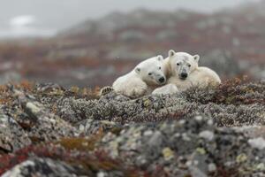 Two polar bears they are resting in the tundra. photo