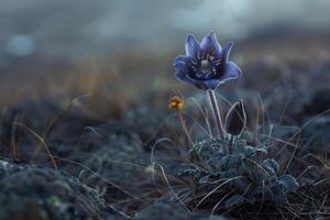 Flowers of the windflower or pulsatilla patens. First spring blooming flower photo