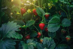 Close-up of strawberries growing on field photo