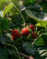 Close-up of strawberries growing on field photo