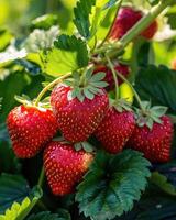 Close-up of strawberries growing on field photo