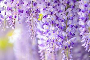 Wisteria sinensis. Closeup photo of Japanese Wisteria flowers. Blossom background. Purple flowers in the garden.