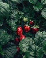 Close-up of strawberries growing on field photo