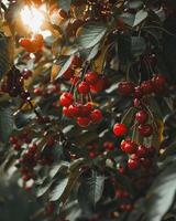 A cluster of ripe red cherries hang from the branches of a tree. photo