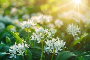 Medicinal herbs plants. Close up of blooming wild garlic. Allium ursinum in forest or garden in spring. photo