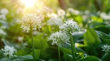 Medicinal herbs plants. Close up of blooming wild garlic. Allium ursinum in forest or garden in spring. photo