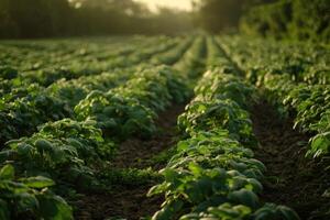 A scenic field with lush green plants. photo