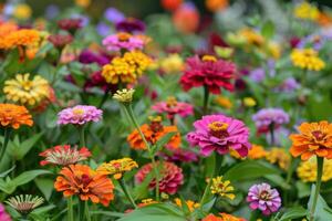 In a flower bed in a large number various zinnias grow and blossom. photo