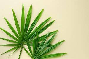 Image of palm tree leaves photo