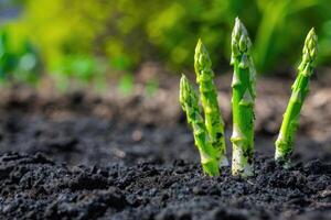 Organic farming asparagus in black soil. photo