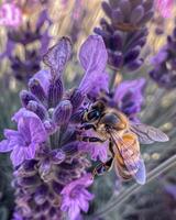 Bee on purple lavender flower in the meadow photo