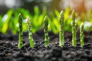 Organic farming asparagus in black soil. photo